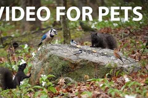 Birds, Squirrels and Chipmunks in a Forest Full of Trilliums - 10 Hour Cat TV 😺 - May 20, 2025