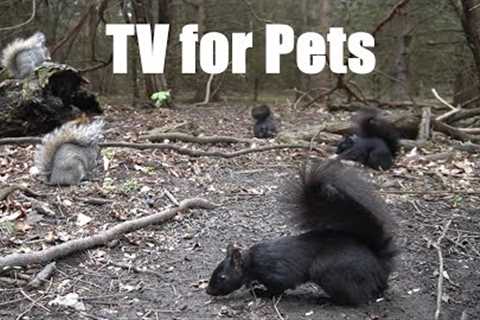 A Scurry of Squirrels and Forest Friends - 10 Hour Cat TV for Pets to Watch 😺 - May 21, 2025