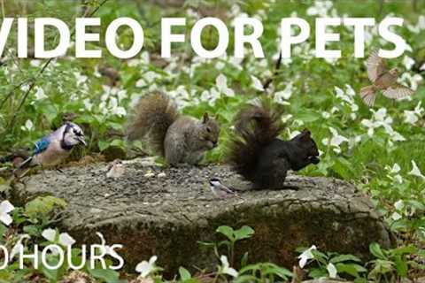 Birds, Squirrels and Chipmunks in a Forest of Flowers - 10 hour Cat TV for Pets 😺 - May 22, 2025