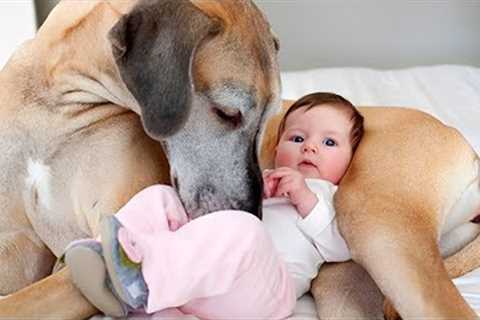 When Great Danes Wrap Little Ones In All Their Tender Love 🐶