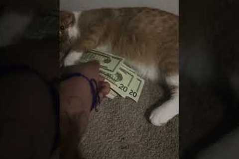 The Cat Of Greed And Money Hoarding  #OrangeCat #Cats #Funny