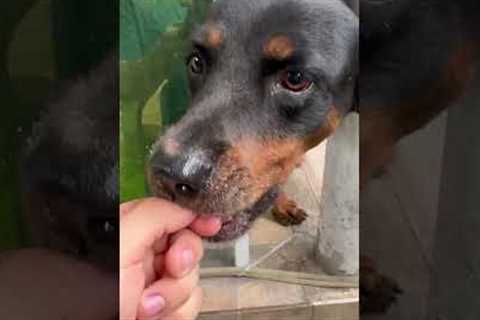 Hilarious Animal Bloopers