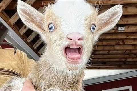 Overdramatic Goats That Will Make You Smile 🤣🐏