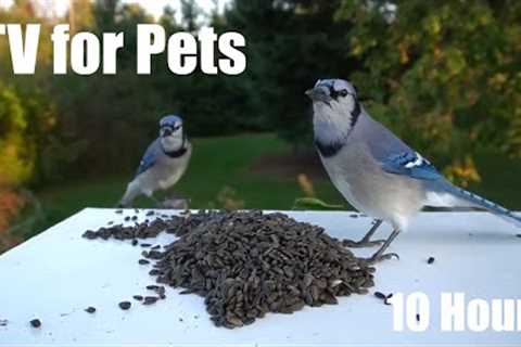 Saturday Morning Cartoons for Pets - 10 Hours of Birds, Squirrels and Chipmunks - May 24, 2025