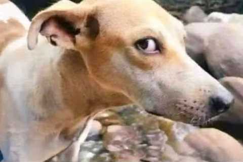 Funniest DOG Videos 2025 with Infinite Rizz 😂