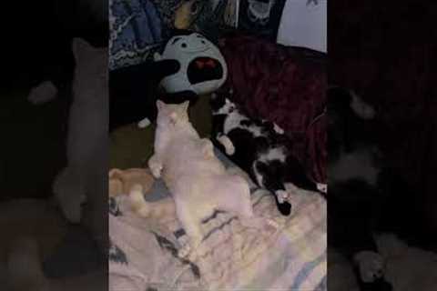 Lazy Cats Have Funny Way Of Laying On Bed