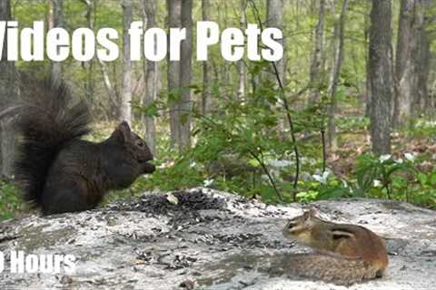 Sunday Morning Brunch for Forest Squirrels and Chipmunks - 10 Hour Cat TV for Pets - May 25, 2025