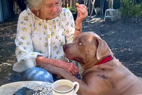 When Your Dogs and Grandparents Grow Old Together ❤️