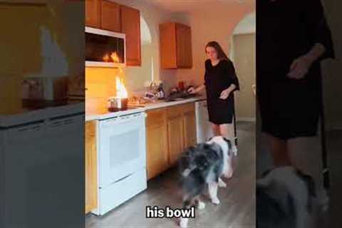 Top 10 Animal Moments