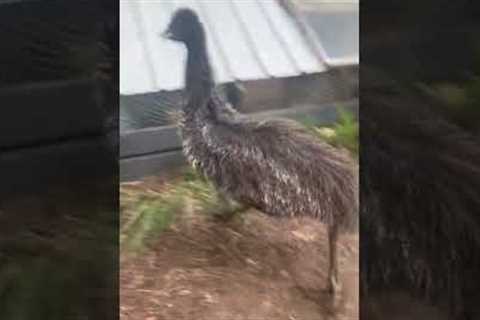 Emu Zoomies Confuses Farm Dog!