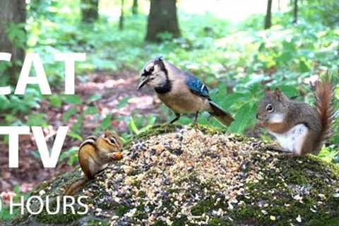 Red Squirrels and Forest Friends - 10 Hour Cat TV for Pets and People to Watch 😺 - May 28, 2025