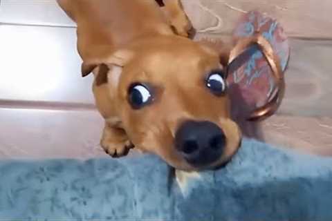 These Goofy Dogs Will Break Your Laugh Meter! - Funny Dog Videos