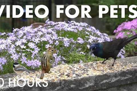 Chipmunks, Doves, Grackles and Friends Enjoying the Flowers - 10 Hour Cat TV for Pets - May 29, 2025