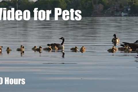 Beautiful Baby Geese, Ducks and Swans at the Lake - 10 Hour Cat TV for Pets to Watch - May 30, 2025