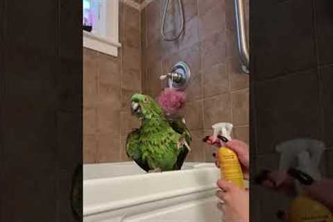 Super Angry Birds🤣 | BEST Bird Videos 2025