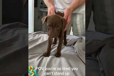 Sleepy Puppy Won't Stand Up!