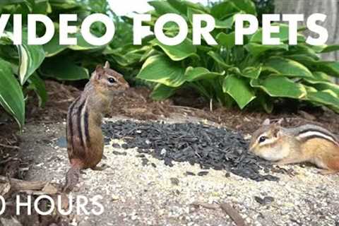 Saturday Morning Cartoons for Pets - 10 Hours of Chipmunks and Birds - Cat TV 😺 - May 31, 2025