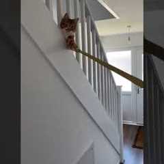 Cat Holds Measuring Tape For Man!