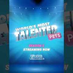 The most adorable showdown drops TODAY on The Pet Collective Streaming Channel!