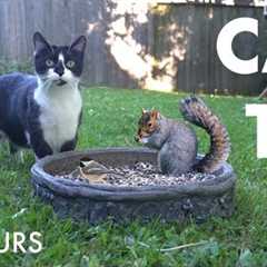 Backyard Rabbits, Birds, Squirrels and Curious Cats - 10 hour Cat TV for Pets 😺 - Jun 04, 2025