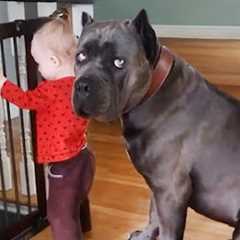 When The Huge Cane Corso Protects Baby Like She’s His Own Puppy🐶