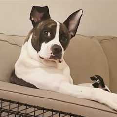Ranking the Hilarious Weird DOG Moments 2025 🤪