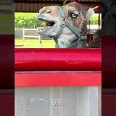 Animal Wakeup Call | FUNNIEST Pets of the Week