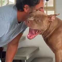 No one Wanted to Live with These PitBulls… until now! 😅