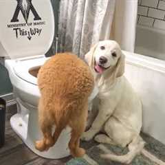 Funny Puppy Caught in the Potty! | Hilarious Puppy Moments