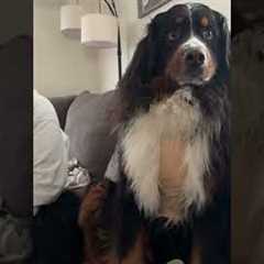 Cheeky Dog Points to Woman When Asked Funny Question