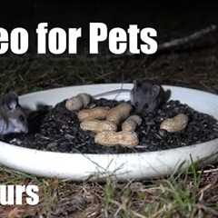 Relaxing Video for Pets and People - 10 Hours of Mice at Night - Cat TV 😺 - Jun 08, 2025