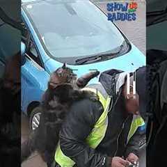 🚨 Funny Animal + Delivery Driver Encounters
