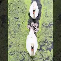 Gorgeous Swan Family Swims Through Stream 😍