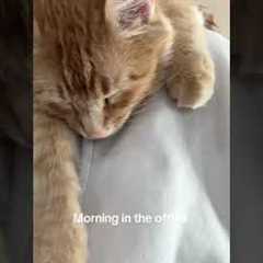 Orange Cat Snuggles Around Neck While Woman Works!