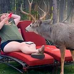 When Animals Think No One's Watching Backyard Edition 😁 Funniest Animal Videos 2025