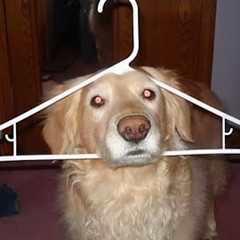 Can You Last 20 Minutes Without Laughing? These Funny Dogs Dare You!