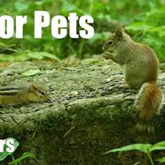 Red Squirrels, Chipmunks and Animals in the Forest - 10 Hour Cat TV for Pets 😺 - Jun 13, 2025