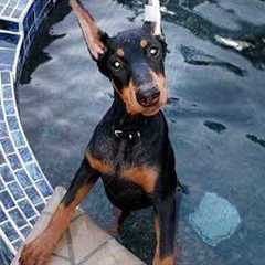 I Thought Dobies Are Serious... Until I Got Him 😂Funny DOBERMAN DOGS
