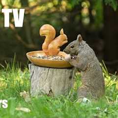 Saturday Morning Cartoons for Pets 😺 - 10 Hours of Backyard Birds and Squirrels - Jun 14, 2025