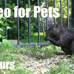 Beautiful Backyard Birds and Squirrels for Pets to Watch - 10 hour Cat TV 😺 - Jun 15, 2025