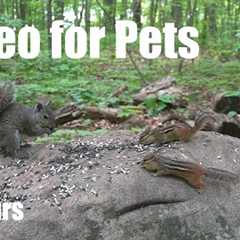 Chipmunks, Squirrels and Forest Friends - 10 Hour Cat TV for Pets to Watch 😺 - Jun 16, 2025