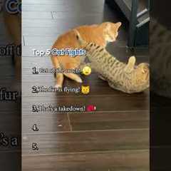 Top Five Cat Fights!