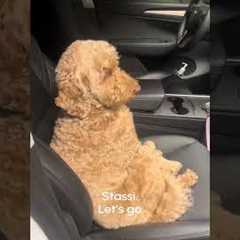 Dog Throws Tantrum And Refuses To Leave Car