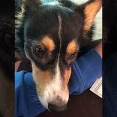 Why Does My Dog Spin To Go Potty? | Pet Pointers