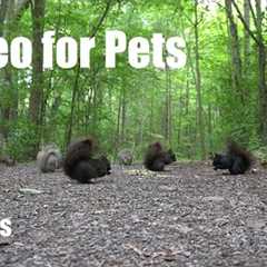 A Scurry of Squirrels and Chipmunks in the Forest - 10 Hour Cat TV for Pets 😺 - Jun 19, 2025