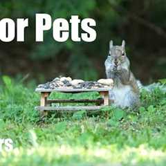 Backyard Picnic for Beautiful Birds and Squirrels - 10 Hour Cat TV for Pets 😺 - Jun 20, 2025