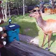 When Animals Think No One’s Watching… But the CCTV Caught Everything 😆
