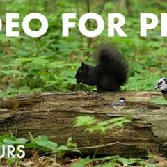 Saturday Morning Cartoons for Pets - 10 Hours of Animals in the Forest - Cat TV - Jun 21, 2025