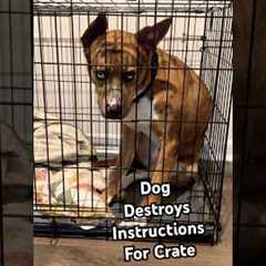 I SAID I didn't need a bigger crate! 😤🐶 #Dogs #DogLife #Crate
