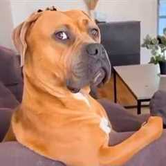 1 Hour of the Funniest Animal Videos 2025 😂